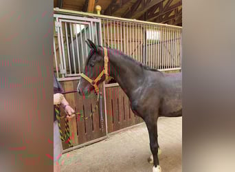 Welsh D (Cob), Mare, 1 year, 14,2 hh, Black