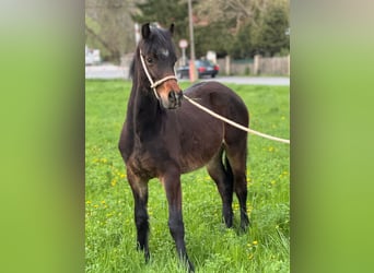 Welsh D (Cob), Mare, 1 year, 14,2 hh, Chestnut