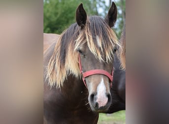 Welsh D (Cob), Mare, 1 year, Brown