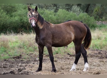 Welsh D (Cob), Mare, 1 year, Brown