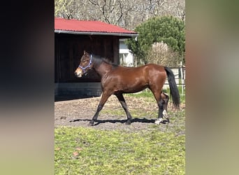 Welsh D (Cob), Mare, 2 years, 14,2 hh, Brown