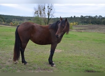 Welsh D (Cob), Mare, 3 years, 13,3 hh, Brown