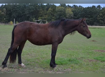 Welsh D (Cob), Mare, 3 years, 13,3 hh, Brown