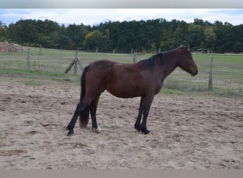 Welsh D (Cob), Mare, 3 years, 13,3 hh, Brown
