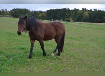 Welsh D (Cob), Mare, 3 years, 13,3 hh, Brown