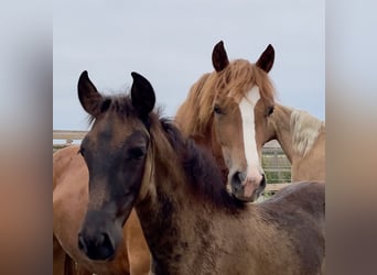 Welsh D (Cob), Mare, 3 years, 14.1 hh, Chestnut-Red