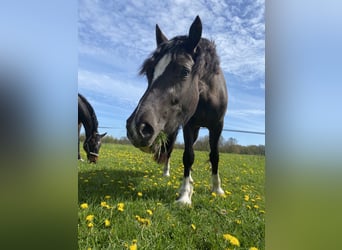 Welsh D (Cob), Mare, 3 years, 14.2 hh, Black