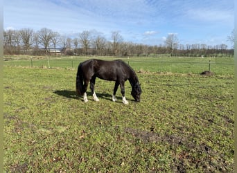 Welsh D (Cob), Mare, 3 years, 14.2 hh, Black
