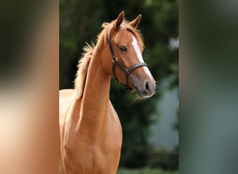 Welsh D (Cob), Mare, 3 years, 14,1 hh, Chestnut-Red