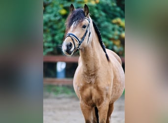 Welsh D (Cob), Mare, 3 years, 14,1 hh, Dun