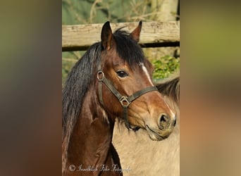 Welsh D (Cob), Mare, 3 years, 15 hh, Brown