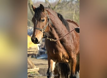 Welsh D (Cob), Mare, 3 years, 15 hh, Brown