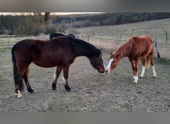 Welsh D (Cob), Mare, 3 years, Brown