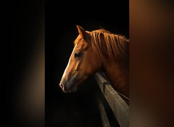 Welsh D (Cob), Mare, 4 years, 14.1 hh, Chestnut-Red