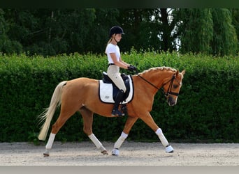 Welsh D (Cob), Mare, 4 years, 14.1 hh, Palomino