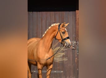 Welsh D (Cob), Mare, 4 years, 14.1 hh, Palomino
