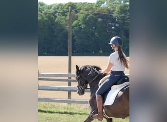 Welsh D (Cob), Mare, 4 years, 14 hh, Black