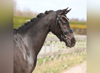 Welsh D (Cob), Mare, 4 years, 14,1 hh, Black