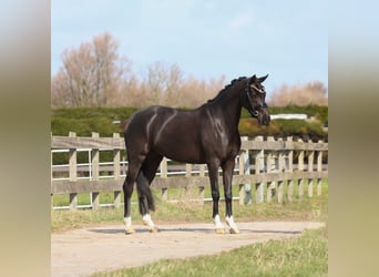 Welsh D (Cob), Mare, 4 years, 14,1 hh, Black