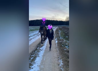 Welsh D (Cob), Mare, 4 years, 14,1 hh, Buckskin