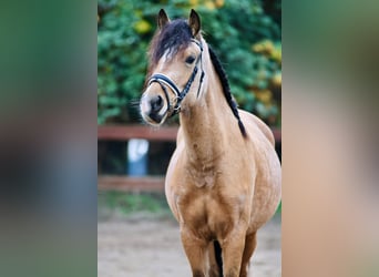 Welsh D (Cob), Mare, 4 years, 14,1 hh, Buckskin