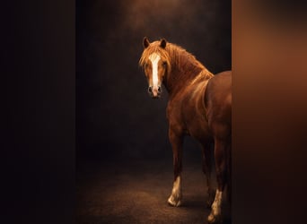 Welsh D (Cob), Mare, 4 years, 14,1 hh, Chestnut-Red