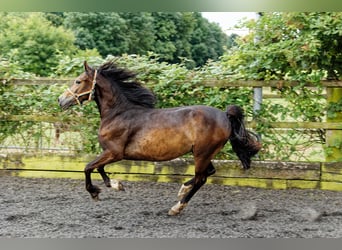 Welsh D (Cob), Mare, 4 years, 14,2 hh, Brown