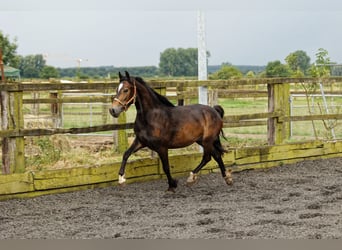 Welsh D (Cob), Mare, 4 years, 14,2 hh, Brown