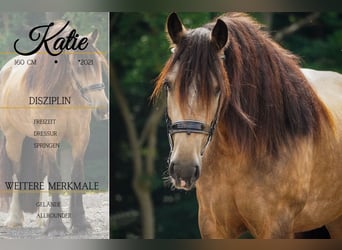 Welsh D (Cob) Mix, Mare, 4 years, 15,2 hh, Dun