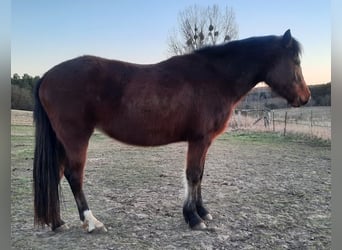 Welsh D (Cob), Mare, 4 years, Brown