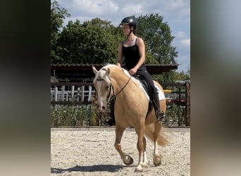 Welsh D (Cob), Mare, 5 years, 14.1 hh, Palomino