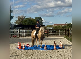 Welsh D (Cob), Mare, 5 years, 14.1 hh, Palomino