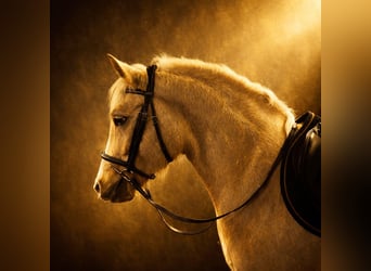 Welsh D (Cob), Mare, 5 years, 14.1 hh, Palomino