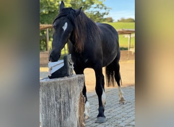 Welsh D (Cob), Mare, 5 years, 14.2 hh, Black