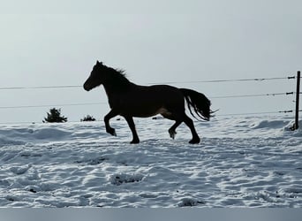 Welsh D (Cob), Mare, 5 years, 14 hh, Brown