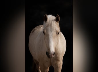 Welsh D (Cob), Mare, 5 years, 14,1 hh, Palomino