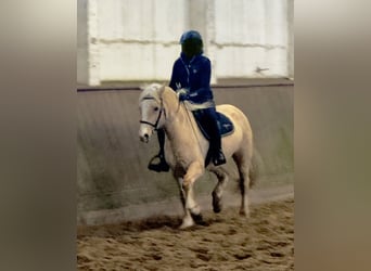 Welsh D (Cob), Mare, 5 years, 14,1 hh, Palomino