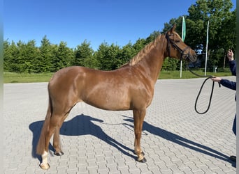 Welsh D (Cob), Mare, 5 years, 14,1 hh, Sorrel