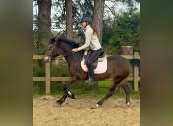 Welsh D (Cob), Mare, 6 years, 13.3 hh, Bay-Dark