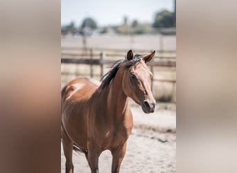 Welsh D (Cob), Mare, 6 years, 14,1 hh, Brown