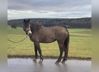 Welsh D (Cob), Mare, 6 years, 14,1 hh, Buckskin