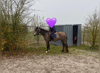 Welsh D (Cob), Mare, 6 years, 14,1 hh, Buckskin