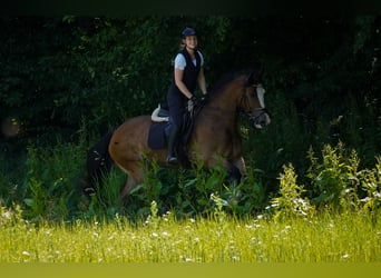 Welsh D (Cob) Mix, Mare, 6 years, 15,1 hh, Brown