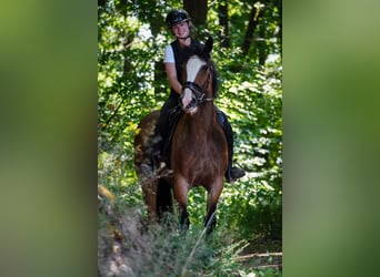Welsh D (Cob) Mix, Mare, 6 years, 15,1 hh, Brown