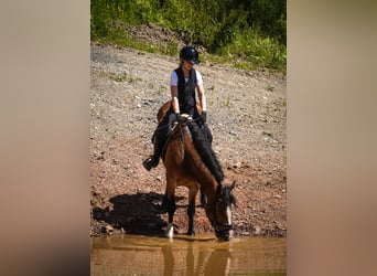 Welsh D (Cob) Mix, Mare, 6 years, 15,1 hh, Brown