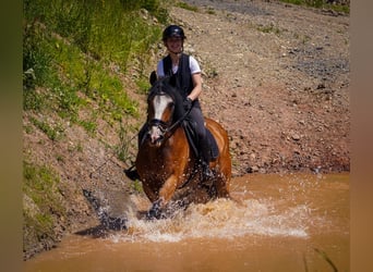 Welsh D (Cob) Mix, Mare, 6 years, 15,1 hh, Brown