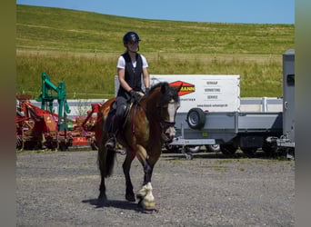 Welsh D (Cob) Mix, Mare, 6 years, 15,1 hh, Brown