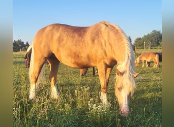 Welsh D (Cob), Mare, 7 years, 14.2 hh, Palomino