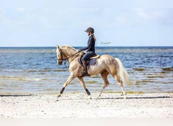 Welsh D (Cob), Mare, 7 years, 14.2 hh, Palomino