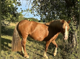 Welsh D (Cob), Mare, 7 years, 14.2 hh, Sorrel Welsh D (Cob), Mare, 7 years, 14.2 hh, Sorrel